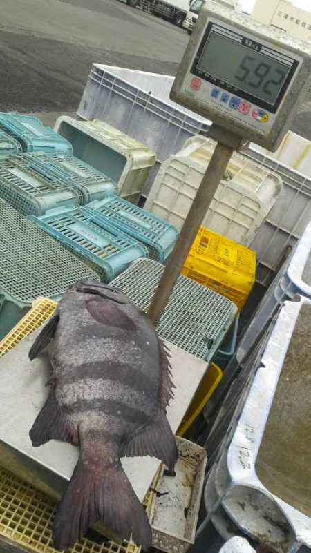 石鯛(特大)７１・５㎝