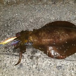 ナイトエギング♪