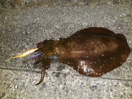 ナイトエギング♪