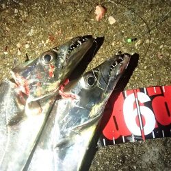 タチウオ ツ抜け 今シーズン2回目