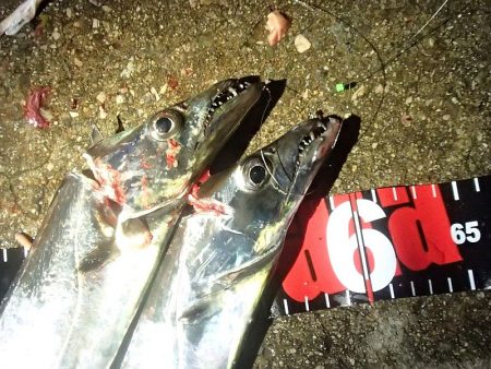 タチウオ ツ抜け 今シーズン2回目