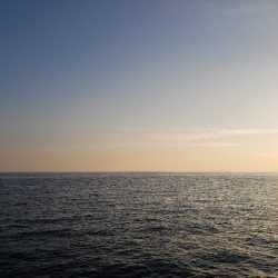 青物　メジロ75センチ