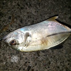朝練釣行