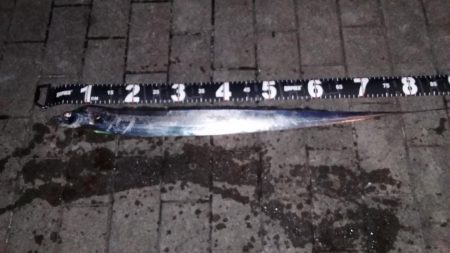 爆風南港タチウオ