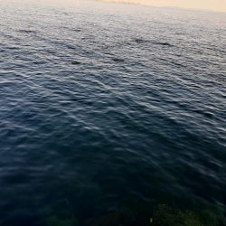 セイゴ爆釣 ボイル祭り