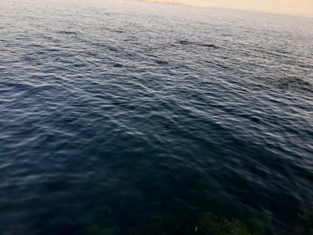 セイゴ爆釣 ボイル祭り