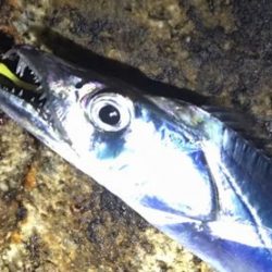 メバリングで・・・