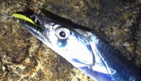 メバリングで・・・