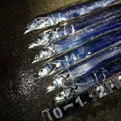 意外と高活性なタチウオ