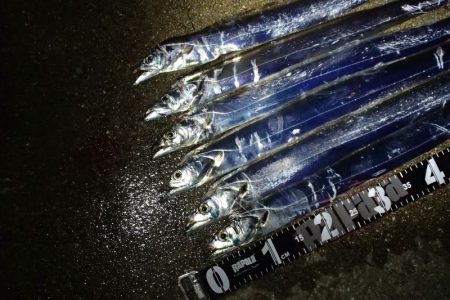 意外と高活性なタチウオ