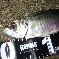 よせばいいのに・・・強風下・・・やらかした