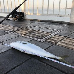 ハマチ47cm 1匹