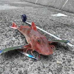 ホウボウ50ｃｍ　1匹