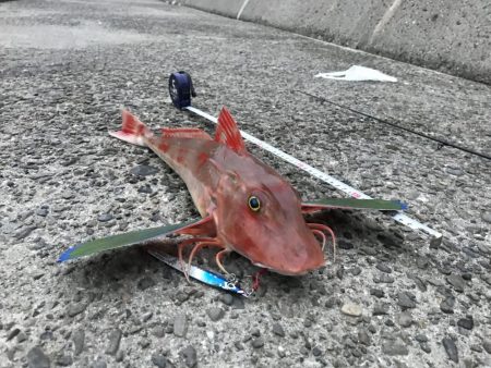 ホウボウ50ｃｍ　1匹