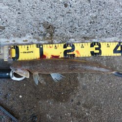 プチsalt water game