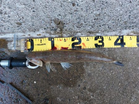 プチsalt water game