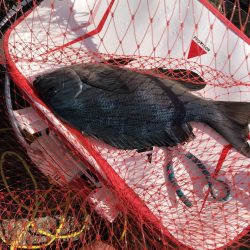 沖磯でグレ釣り