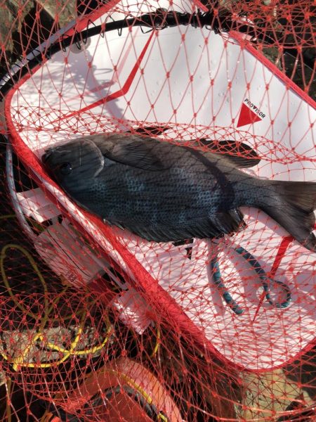 沖磯でグレ釣り