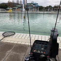 かめプーでエリアトラウト