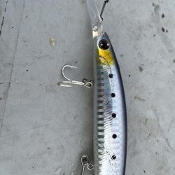 コスモのメジロ