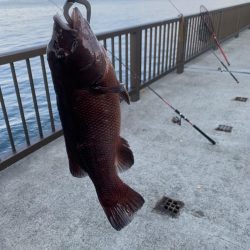 先週に続きコブダイ釣り
