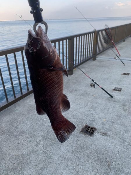 先週に続きコブダイ釣り