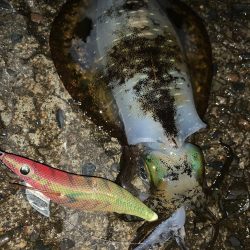 月夜のナイトエギング!3連発からの1発 合計1810キロ