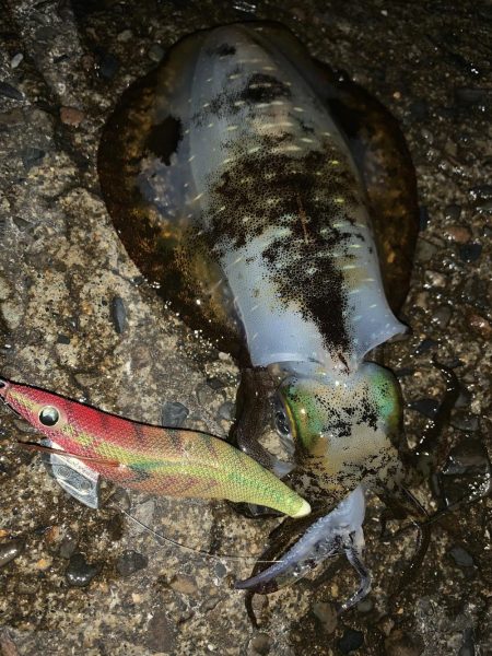 月夜のナイトエギング!3連発からの1発 合計1810キロ