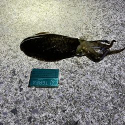 モイカが釣りたかったのに