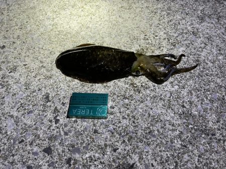 モイカが釣りたかったのに