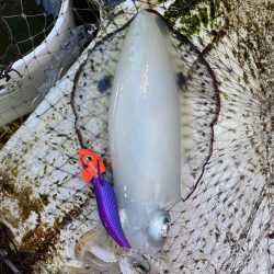 早朝ティップラン