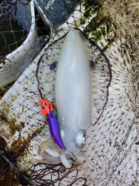 早朝ティップラン