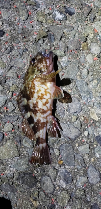 アジ1匹でやんす