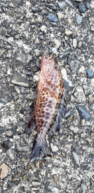 ライトゲーム(^_^;)