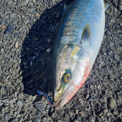 ハマチナブラ発生