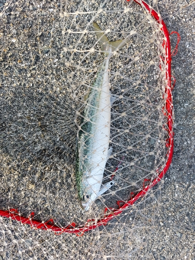 プチsalt water game