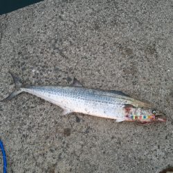 サゴシのみでした～