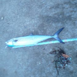 メバル狙いの筈が