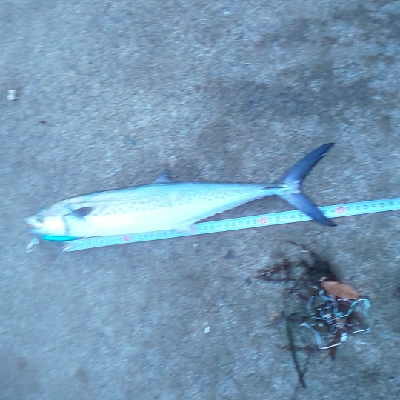 メバル狙いの筈が