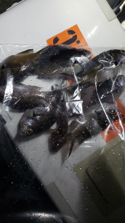 タチウオ釣りたかった!