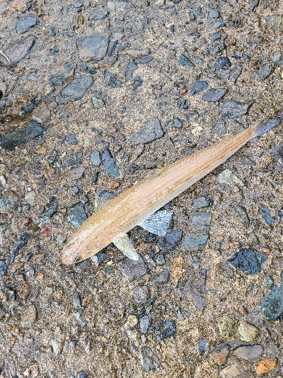 超デカガッシー