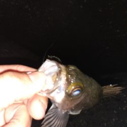 久々にメバリング