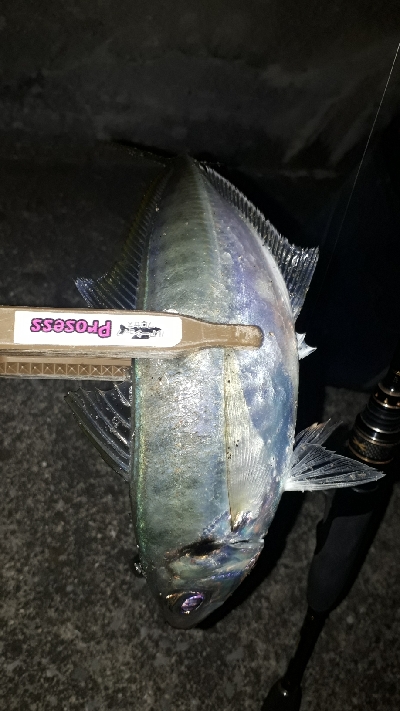 やっと、アジが接岸か？