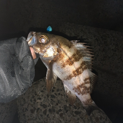 再度メバル調査へ