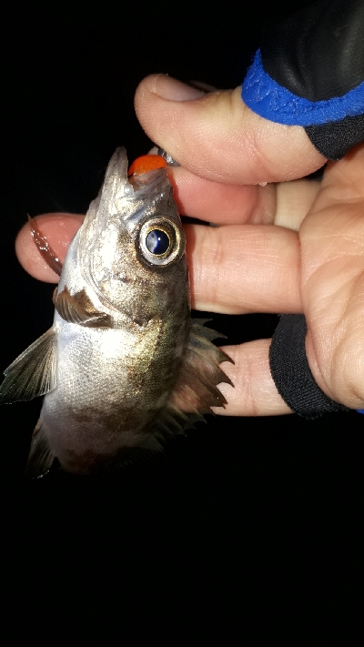 クリスマスナイトフィッシング