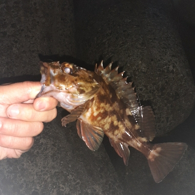 メバリング調査～