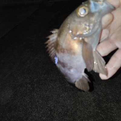 イヴにメバリング