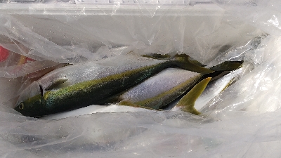 めちゃめちゃ釣れた