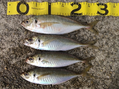 来たらデカイ！