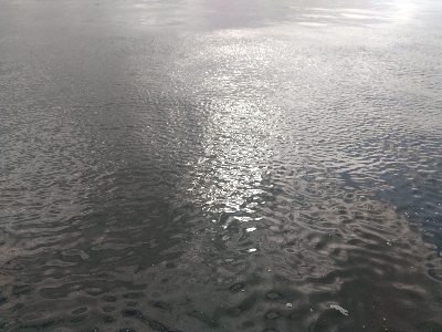 サワラバラしたわ～